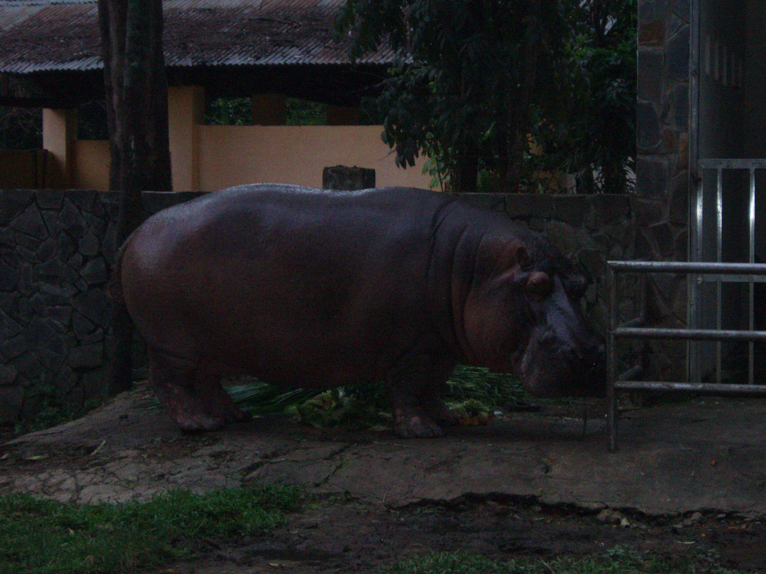 Godzilla Hippo